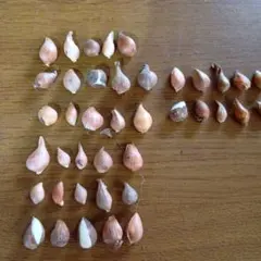 チューリップの球根約40個セット