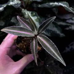 ykichang様 リクエスト 2点 まとめ商品