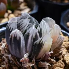 多肉植物 ハオルチア 夜想の森錦 - メルカリ