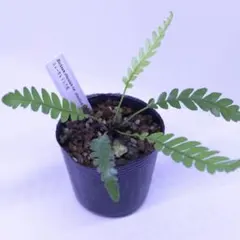 エレファントリザ プラエテルミサ 実生 塊根植物 - メルカリ