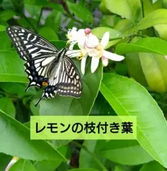 【まるりん様専用】レモンの枝付き葉 若葉 アゲハ蝶の餌