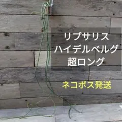 2026年最新】ミズゴケ 水苔の人気アイテム - メルカリ