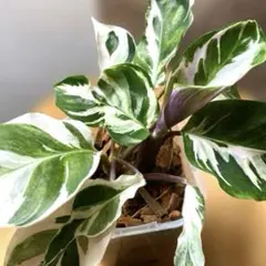 2025年最新】ポトス希少種の人気アイテム - メルカリ