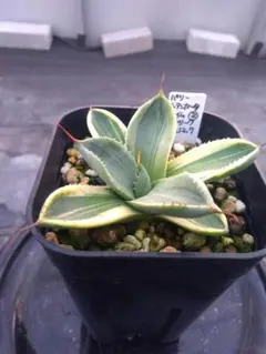 2025年最新】アガベ パリートランカータの人気アイテム - メルカリ