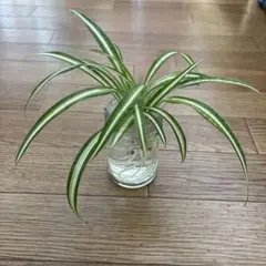 ボスコーヒー様 リクエスト 2点 まとめ商品