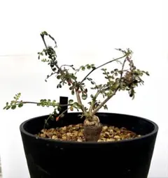 オペルクリカリア パキプス M05 実生 2年 seedstock 塊根植物 - メルカリ