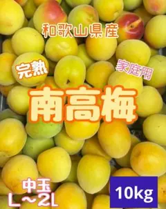 和歌山県産　完熟南高梅‼️L〜２L混合‼️10kg　みかんキング　家庭用のサムネイル