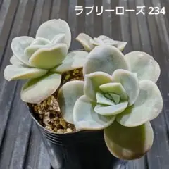 ラブリーローズ 3株 234 エケベリア 多肉植物 抜き苗