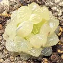 み*た様 多肉植物 ハオルチア オブツーサ錦 透明感のある淡黄カラー
