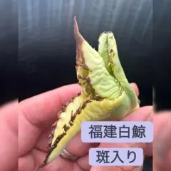 tsuki様 リクエスト 3点 まとめ商品