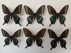 2026年最新】カラスアゲハ 標本の人気アイテム - メルカリ