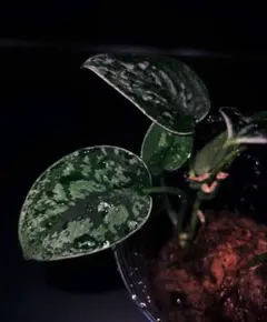 2026年最新】スキンダプサスの人気アイテム - メルカリ