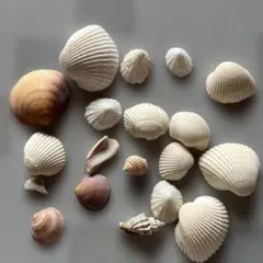天然貝殻セット