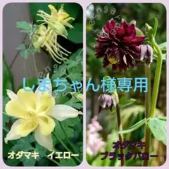 しまちゃん様専用 オダマキの種【イエロー、ブラック】各30粒+追加2種類各15粒のサムネイル