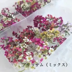 アリッサム（ミックス）✡ドライフラワー◆専用ケース付き