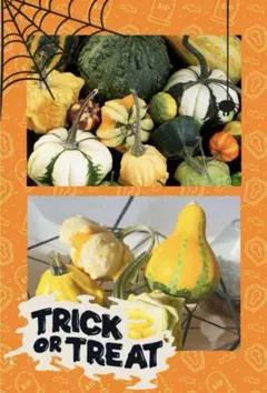 ハロウィン観賞用おもちゃかぼちゃ 40個 サチ5様専用 B