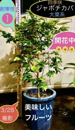 2026年最新】ジャボチカバ 苗木の人気アイテム - メルカリ