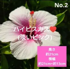 No.2【沖縄から♪】ハイビスカス(八重咲き・真っ赤)♥️枝振り良好