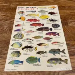 【１回使用】モルディブダイビングガイド　水中スレート　魚図鑑　24㎝×16㎝