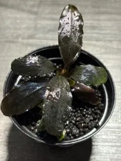 Bucephalandra sp.