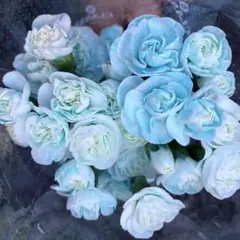 12 生花 カーネーション 水色 切り花 10本 アレンジ イエロー 花束 青