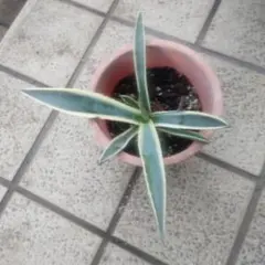 2025年最新】サルミアナの人気アイテム - メルカリ