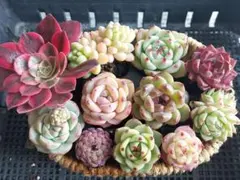 【超得Sale】品種いろいろセット③★抜き苗★エケベリア★多肉★多肉植物寄せ植え