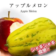 ばかちこん様 リクエスト 3点 まとめ商品