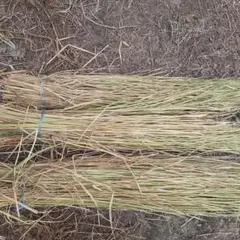 天日干し稲藁（長さ約80cm）3kg13束　無肥料　農薬、除草剤不使用　天日干し
