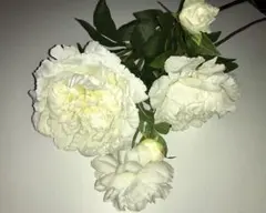 Francfrancの造花 芍薬 ピオニー ホワイト 3本セットのサムネイル