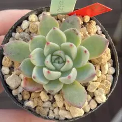 2025年最新】リンゼアナの人気アイテム - メルカリ