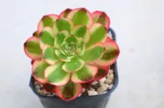 23#観葉植物 アエオニウム錦❤️グリ一ンファイア一錦❤️碧火❤3頭