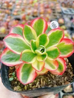 ココたん様 リクエスト 2点 まとめ商品