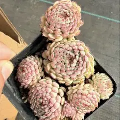 ecoantique様 リクエスト 3点 まとめ商品