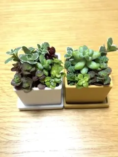 2026年最新】多肉植物 寄せ植え そのまま飾れるの人気アイテム - メルカリ