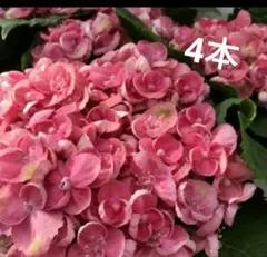 ぴょんぴょん様 リクエスト 3点 まとめ商品