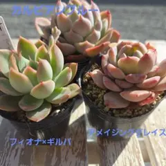 みっちゃん様 リクエスト 2点 まとめ商品