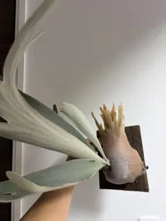 P.veitchii limited species 3 edition板④ - メルカリ