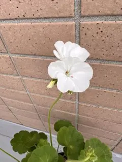 ゼラニウム苗　ホワイト　大株のサムネイル