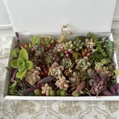 カラフル多肉寄せ植え♡ぎゅっと詰め合わせ ナチュラル可愛い 詰め合わせセット