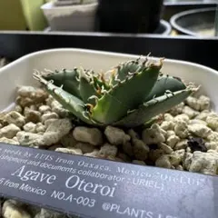 アガベ チタノタ オテロイ Oaxaca 脇芽 発根済み 鉢ごと発送 - メルカリ
