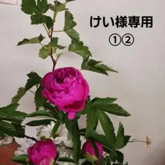 けい様専用 リメイクデニム①②ハンドメイド