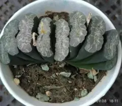 Top【選抜株】多肉植物 13216山本エメラルド 10個 鉢無し/脱土 - メルカリ
