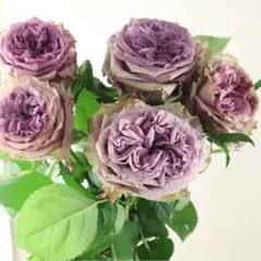 切り花品種バラ苗Dolcet...