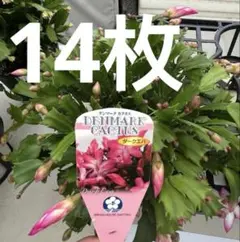 デンマークカクタス　ダークエバ　挿し穂です♪のサムネイル
