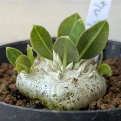 2026年最新】観葉植物 塊根植物・コーデックスの人気アイテム - メルカリ
