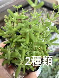 ドロサンテマム・グロボーサム 抜き苗 多肉植物 - メルカリ