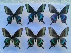 N様 リクエスト 2点 まとめ商品