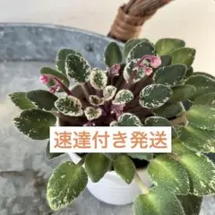 INAプランツ様 リクエスト 3点 まとめ商品