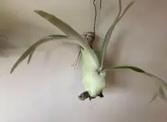 ビカクシダ・ビーチー　苔玉仕立て　※メルカリ便発送　【大株、一点物】 ビカクシダ・ビーチー 苔玉仕立て ※メルカリ便発送 【大株、一点